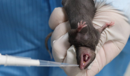 유소아와 성인의 이관 비교 그림