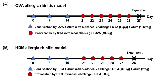 유소아와 성인의 이관 비교 그림